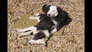 Terrified Collie Pups settling in at Donegal Animals in Need