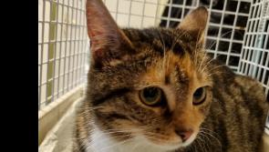 Early start to kitten season this year - Animals in Need Donegal