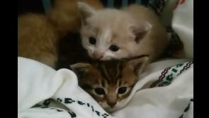 Abandoned kittens and lost dogs flooding into Donegal Animals in Need