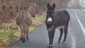 Another busy festive period for Donegal Animals in Need 