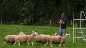 In pictures: Sheepdog Trials at Clar, Donegal Town 
