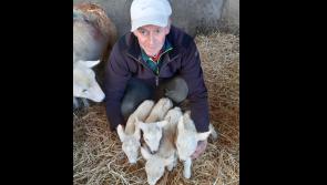 Laghey ewe's lamb quadruplets an unexpected but delightful surprise