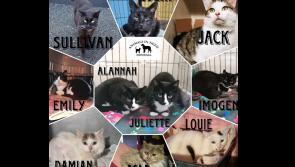 Homes Sought by young cats at Animals In Need