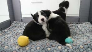 WATCH:Happy ever after - three puppies abandoned like rubbish are now thriving in ISPCA care