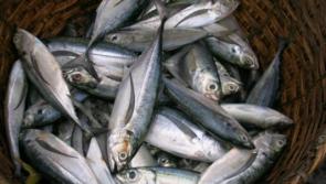 KFO calls for immediate action on Russian trawlers