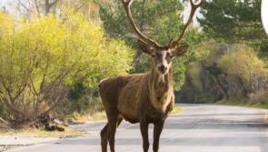 Deer population growth will lead to culling according to report
