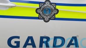 Woman arrested in dog attack probe