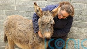 Four donkey foals thrive in sanctuary home after rescue of abandoned mares