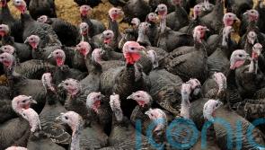 Bird flu outbreaks prompt housing orders for flocks in Ireland
