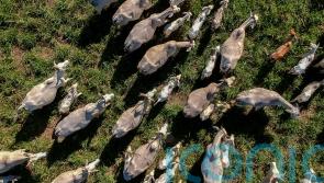 Farmers say hormone found in Brazilian beef should be &lsquo;red line&rsquo; on trade deal