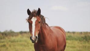 National: Lengthy driving ban for motorist after horses he was tending to 'broke out' of field