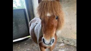 NATIONAL: Have you seen Barney? Heartbroken family appeal for help locating missing pet