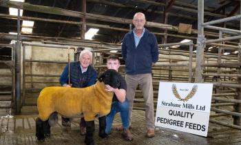 In pictures: Donegal Pedigree Suffolk Breeders show and sale at Raphoe Mart