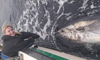 Watch: Donegal woman catches a massive 760lb Bluefin Tuna   