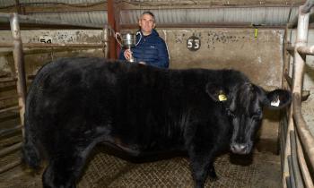 In pictures: Prize-winning weanlings at Raphoe Livestock Mart show and sale