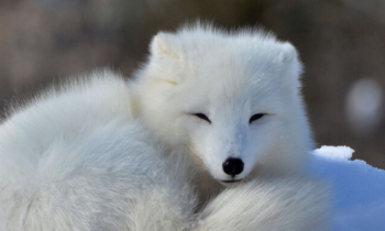 Watch: Wild Ireland transforms into the Wild Arctic for the festive season