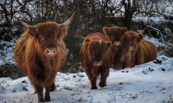 In pictures: Pets enjoying the snowfall across Donegal