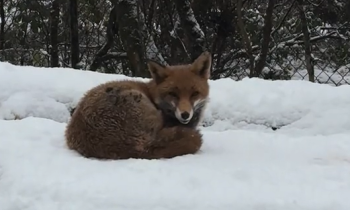 Watch: Animals at Wild Ireland enjoying snowfall in Donegal