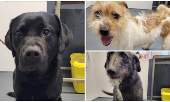 Could you give a home to one of these gorgeous dogs currently in the Donegal pound?