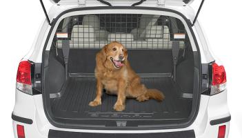 Have pooch, will travel: how to keep your pets safe in the car
