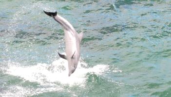 Dolphins put on a show at Muckross