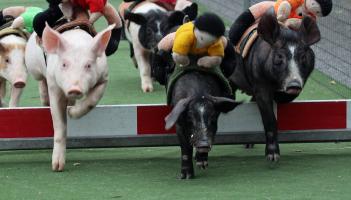 FLASHBACK FRIDAY: Pig Racing at the Salmon Inn, Mullinasole (2012)