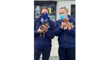 Tiny pups get the better of Donegal's new Community Policing Unit members