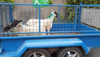 Stranorlar sheep back home after visit to local hotel