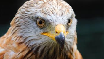 ALERT: Third case of bird flu detected in Ireland in just six weeks