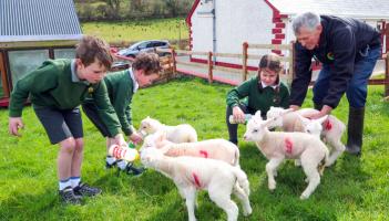 In Pictures: Meet the two sets of sextuplet lambs born on a Ballintra farm