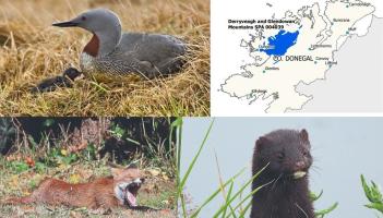 Fox and mink cull planned to protect rare bird in the Donegal hills