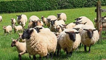 Plans for Donegal farmers to be forced off land 'must be strongly opposed'