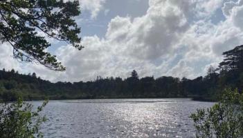 Storm Floris: Efforts underway to clear fallen tree nears Ards