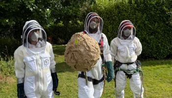 PICTURED: First Asian Hornet nest in Ireland is 'safely removed' as new concerns emerge