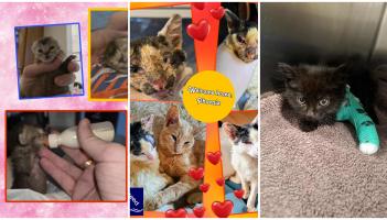 Fantastic new Donegal home and remarkable recovery for kitten who suffered burns
