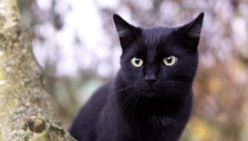 Donegal ranked in the top five most superstitious counties