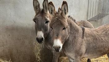 Donegal donkey sanctuary launches appeal for winter bedding and feeding