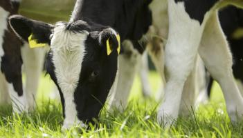 East Donegal farm to host CalfCare Roadshow event in January