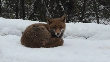 Watch: Animals at Wild Ireland enjoying snowfall in Donegal