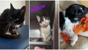 Very ill cat turned up at Dungloe Community Hospital 'as if seeking help'