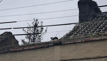 Animals in Need volunteers ramp it up to save cat in south Donegal