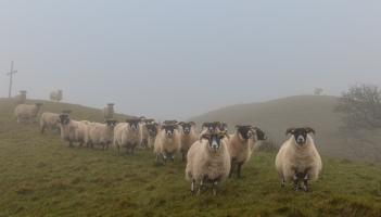 Donegal&rsquo;s black gold - from feeding the soil to chemical dependence