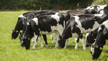 Animal Health Ireland urges Donegal farmers to act fast on BVD eradication