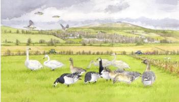 Have your say on Donegal&rsquo;s new Biodiversity Action Plan