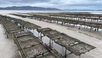 Online petition challenges Lough Swilly oyster farm plan