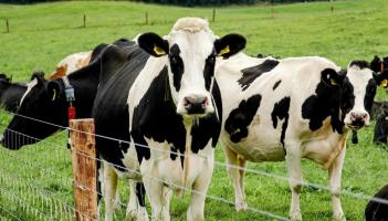 Farming Column: Tackling Bovine TB together, on both sides of the border