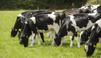 Cow destroyed after consuming aluminium can discarded in Donegal field