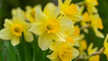 Swilly Gardening Club announces first meeting of the year