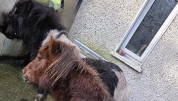 Appeal issued as two ponies spotted wandering around Letterkenny