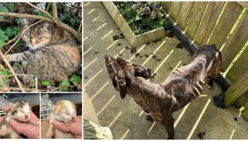 Starving stray dog found in Donegal and cat who gave birth in bush are recovering